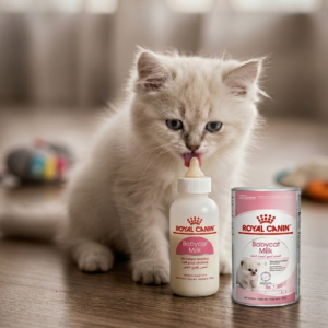 حليب قطط